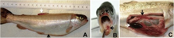 Trucha arcoíris con signos de enfermedad de la boca roja. (A) Piel oscura, abdomen distendido (flecha negra) y hemorragias en la aleta dorsal (flecha blanca). (B) Hemorragias en la boca y alrededor de ella. (C) Bazo aumentado de tamaño y negro (flecha blanca) e intestino enrojecido (flecha negra).